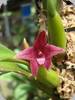 Bulbophyllum elevatopunctatum